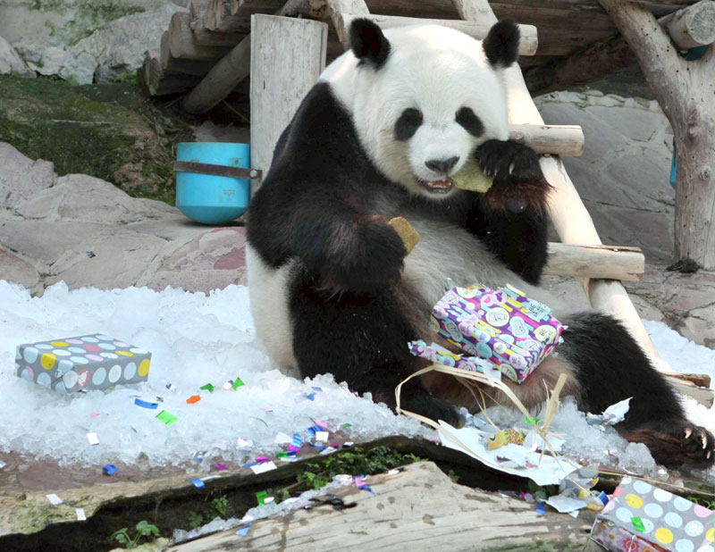0-93715-2panda.jpg 0-93715-2panda.jpg