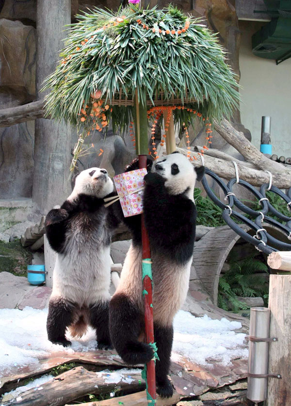 0-93716-1panda.jpg 0-93716-1panda.jpg