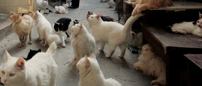 0-124218-pisici.jpg 0-124218-pisici.jpg